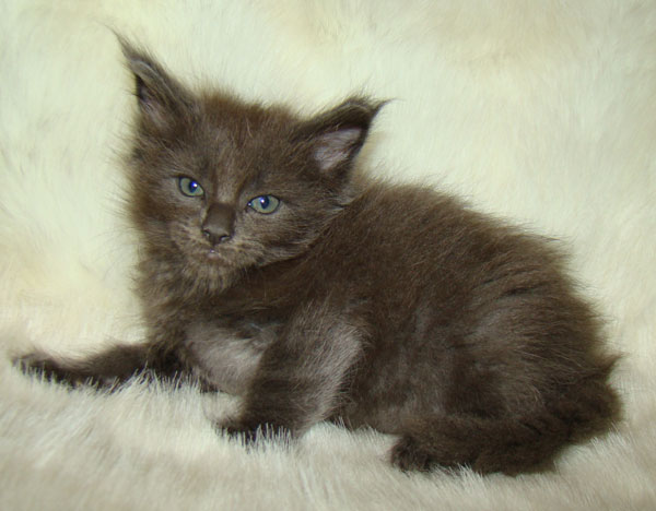 ���� ��� ������� ��������� Catsvill County!  ���� ����! ������ ������ ���� ���! ���� ��� ������ ������ � ����� ����!!! �������� ���� ����� Catsvill County +7-926-544-74-09  ���� ��� �������� ������. ���� ��� ������, ���� ��� �������, ���� ��� ������,  ���� ��� ����, ���� ��� ��������, ���� ����,  ������ ������ ���� ���,  ������ ����-����, ����� ������� ������ �����, ����� ����� ������!